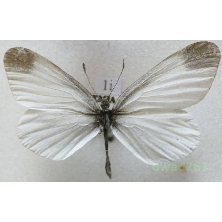 Leptidea sinapis (Linnaeus, 1758) Czech1i